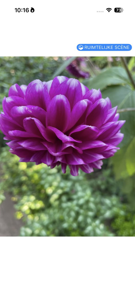 Foto van bloem in Foto's-app met 'Ruimtelijke scene' knop