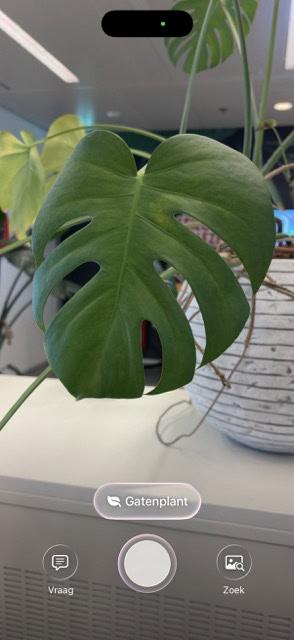 Visuele intelligentie detecteert een gatenplant