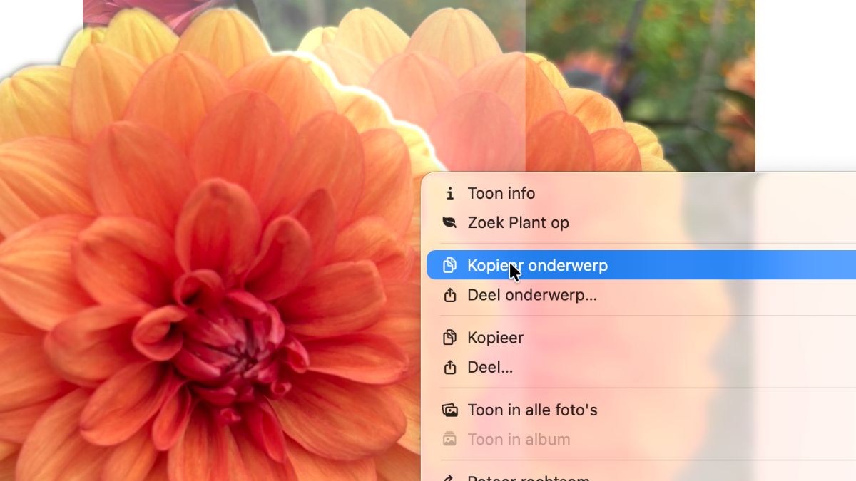 Uit je fotobibliotheek