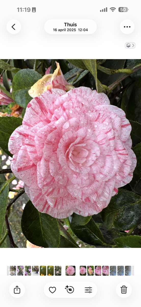 Foto van bloem in Foto's-app