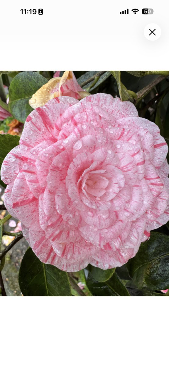 Ruimtelijke scène van bloem in Foto's-app