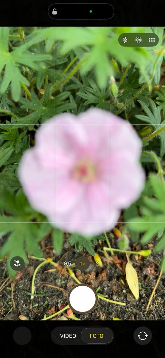 Instructiefoto: Tulp